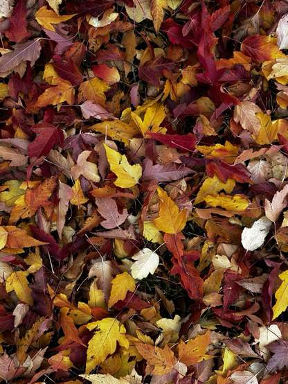 Multicolour maple leaves cover the ground, slightly further away.