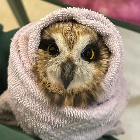 Pictured from above is a Short-Eared Owl wrapped in a tight and thick pink-grey towel like an upside-down turban. His/her pupils look upwards, dilated, with crescents of yellow left and right. A lion's mane of tan and brown chin feathers overhang the wrap, and between the eyes is a cream mask in the shape of a rabbit's head 🐰 (with an owl beak where the rabbit's face would be). Also, sighted people tell me if I'm wrong - it might be the non-angular brow shape, or it could be some kind of reverse imprinting - but SEOWs somehow always look placid, as if they are incapable of expressing anger. A wild animal yes, but one must ask: “If not friend, why friend shaped?”