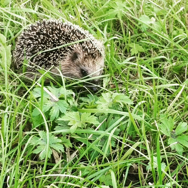 Hedgehog