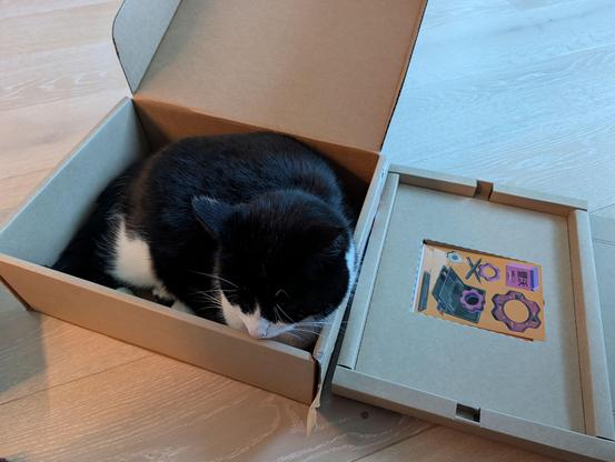 Cat sitting in a cardboard box