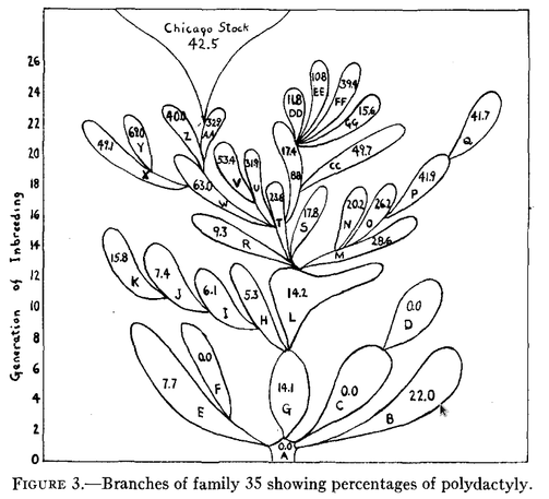 Branches if family 35 showing the percentages of polydactily. The drawing looks like some fantastic succulent plant, with numbers in each leaf.