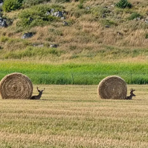 Two deer sitting next to two bales of hay on a field appearing as if they were snails

If you compare with the image in the previous post, the colors pop more and some details seem more defined and "jump out"