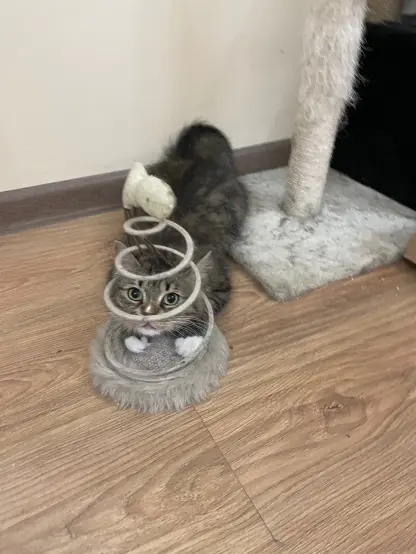 Nova has her head in her fish toy again, looking  from it with a silly face