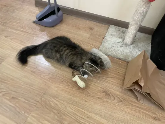 Now the fish toy is laying horizontally on the floor, Nova is still trying to hide in it
