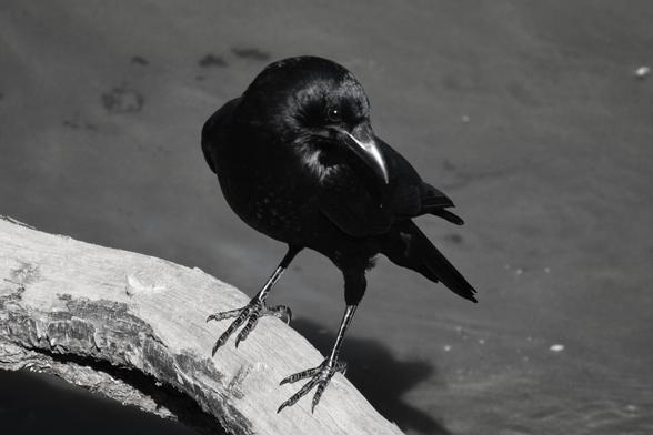 This is a black and white monochrome image, looking downward at the subject. A black crow standing on a horizontal curving piece of light-colored wood, lit up by bright light from overhead. The background is shallow water over sand, with a few ripples seen on that surface at the corner of the image. The shadow of the crow is seen on the sand right below it. 
It is standing faced mostly toward the camera, but its head is turned to the side, almost looking back over its shoulder. The head and face are shiny around the eye.