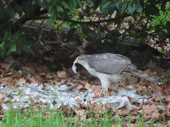 Dans mon jardin, devant la haie, un épervier a tué et mangé une tourterelle. Il a encore une plume dans le bec et par terre, il y a un tas de plumes.