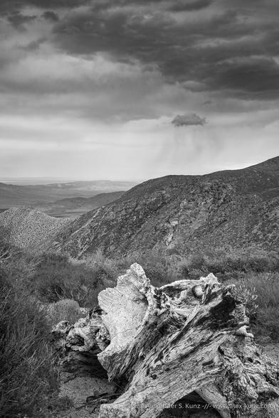 A vertical orientation black & white landscape photo made from an elevated viewpoint, looking into the land. In the immediate foreground is the pale and bleached stump of a dead tree, surrounded by low-growing shrubs. Further back is a ridge leading down into a dry and barren desert landscape. The sky is filled with clouds, darker at the top. A solitary cloud over the ridge releases a little bit of rain.