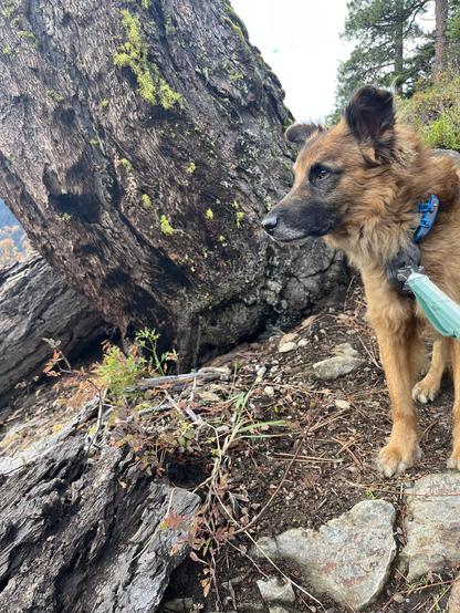 A brown dog named Piko in front of a large tree trunk with moss on it