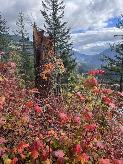 A snag with bright green moss among deciduous trees with red, light green, and yellow. The background has forested mountains.
