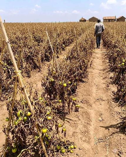 A dried tomato garden due to shortage of water and too much sunshine.