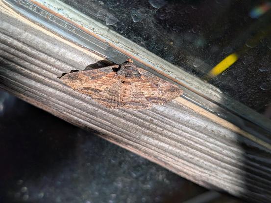A BIGASS MOTH THAT LOOKS LIKE WOOD BUT ISN'T WOOD BECAUSE IT'S A MOTH AND MOTHS AND WOOD ARE ONLY VERY DISTANTLY RELATED K
