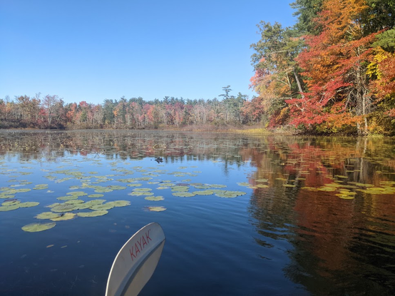Photo from a kayak of a large, but shallow lake.  The trees are all turning orange.