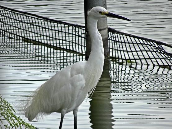 Stylish looking Western little egret by the water's edge.