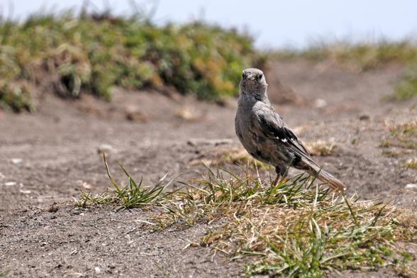Alpine accentor hanging around on the ground. Curious small brown bird.