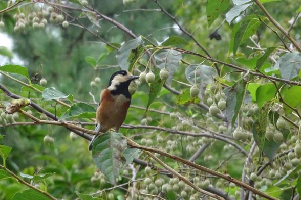 Varied tit in Japan next to Japanese snowbell with round green fruit. The bird has a brown chest and a black and white head.
