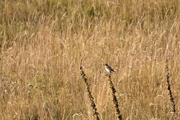 Another small brown bird in North Macedonia. This one is a whinchat, perched on a plant stalk. Everything is brown.