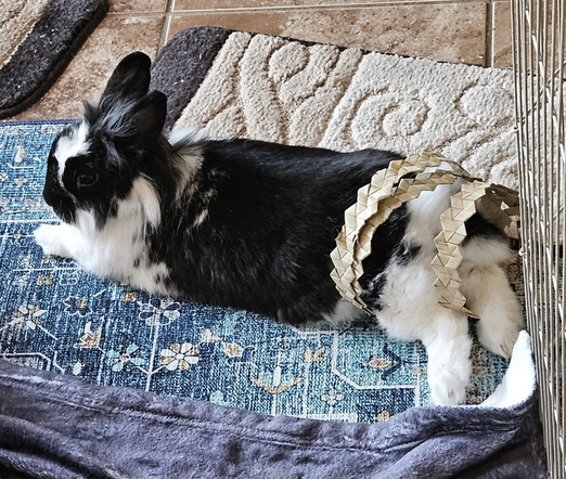Bunny sits with (safe, Pandanus tectorius) woven palm leaf wrapped around her lower abdomen and thumper