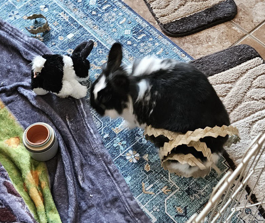 Bunny tried to free herself from the coil of palm leaf wrapped around her lower half.