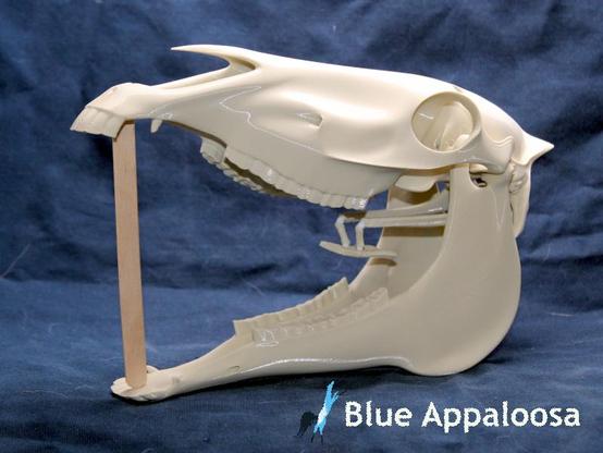 Side view of a tan, 3d printed horse skull. The mouth is propped open with a popsicle stick, and the hyoid (tongue bones) are visible. Watermark reads: Blue Appaloosa