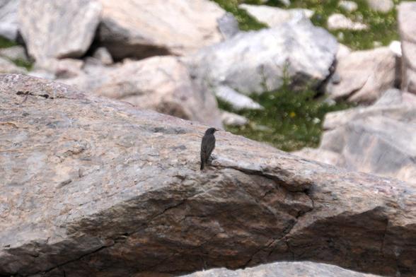 A small dark bird (black redstart) on a big flat rock.