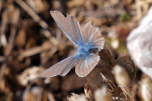 A butterfly with a blue body and grey wings (polyommatus).