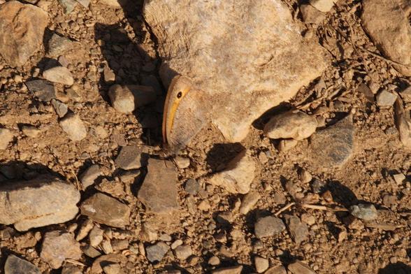 A small brown butterfly (dusky meadow brown) is not that obvious against the brown ground, but its fake eye and orangey wing is more obvious than its brown wing.