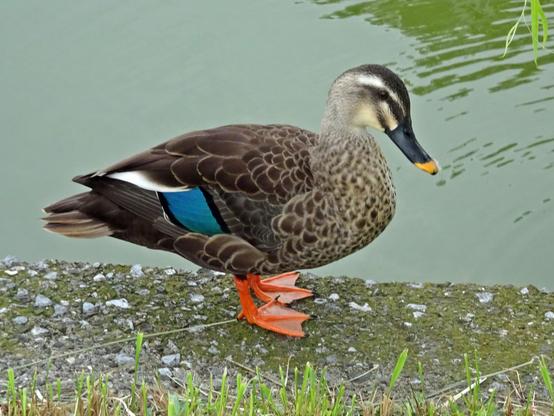 One might think this is a mallard, but the yellow spot on the bill indicates that it is a yellow spot-billed duck, the Internet tells me. It is waddling on some concrete next to a body of water, with grass just out of frame below.