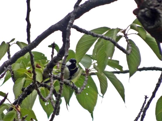 A small not-brown bird is, indeed, black and white, and perched in a tree.