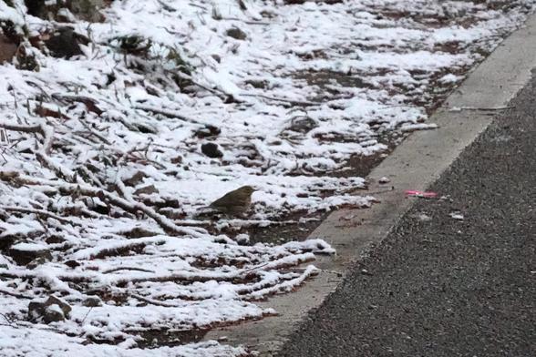 This is another small brown bird. Brown kind of stands out compared to the patchy shallow white snow on the edge of the road.