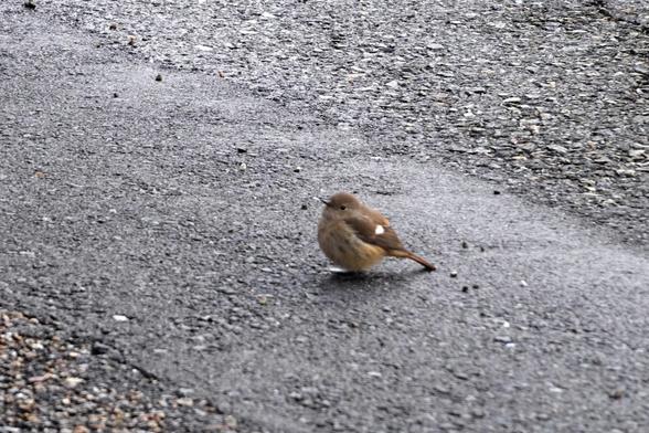 Yet another small brown bird is on the pavement. Brown wings with a white spot, and lighter brown underparts.