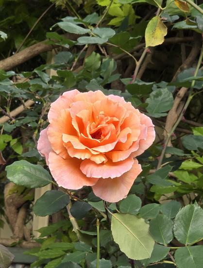 Close up of a gorgeous rose just as it has fully opened. The petals are peach and apricot shades.