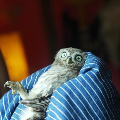 A Little Owl is brightly lit indoors like a chiaroscuro painting, reclined within the half-wrap of a blue shirt with white stripes and held aloft by Charlie Gilmour. I'm assuming the fabric is a shirt because Charlie is topless in the uncropped photo, but that evidences nothing. The owl's feet are raised and head is turned to face camera with the wide-eyed look of a politician caught in a cheating scandal. The background is out of focus and indistinct, with colours of tangerine and deep burnt sienna.
