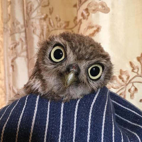 A Little Owl is wrapped in a denim blue coloured towel with white pinstripes, before an eggshell pink and alabaster curtain with floral embroidery. The owl has short feathers across the head, with a few longer whiskers about the beak. He looks at camera from a tilted head with pale moon-yellow eyes, accented by black eyelids which give bold definition to a small face.