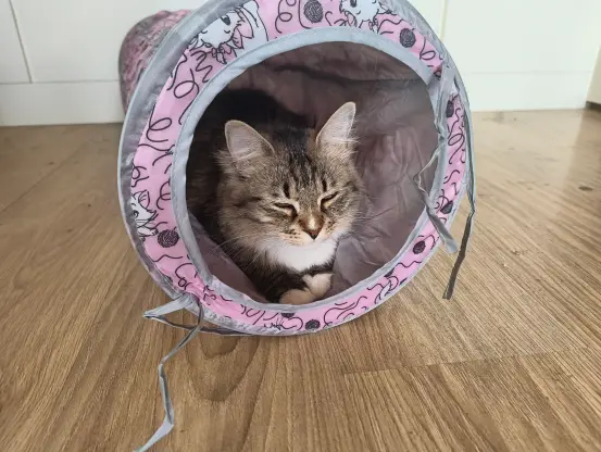 Nova is sitting in her tunner, squinting. The tunnel has been conspicuously moved from its usual location
