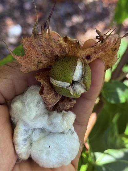 My hand showing a partially opened green pod containing white fluffy cotton material, surrounded by dry leaves. The pod splits open in three with three cotton bolls within. The background features greenery, suggesting an outdoor setting.