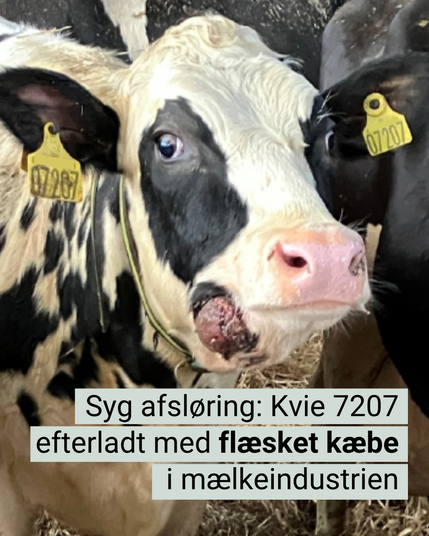 Dyr på mælkefabrik