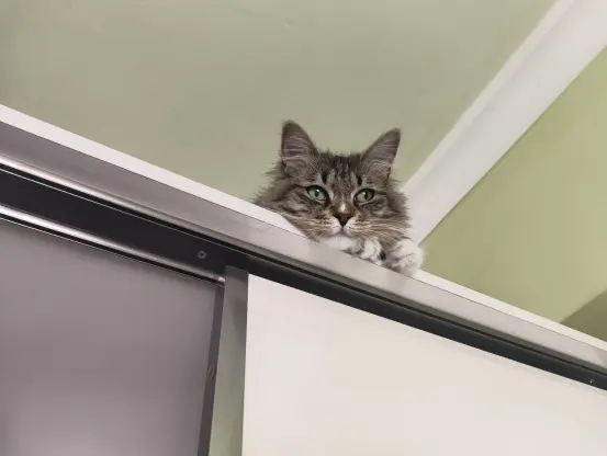 Nova is on top of the wardrobe, with her paws to the right of her head, looking into the distance