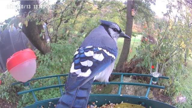 A bluejay perches with their back to the feeder camera, showing their jewelled wing markings to great effect. Dark and light blue, white, and black markings grace their wings.