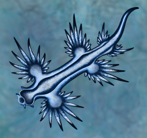 Rather realistic drawing of blue sea slug with long body, visible distinct head and thin tail. It has three pairs of branched appendages, similar to fins or leaves. It is mostly pale blue with darker spots, making irregular but symmetric lines along its body.