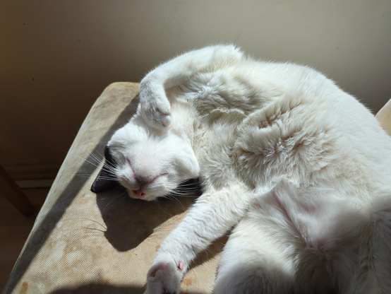 A mostly white cat laying upside down, with chin pointing upward, on a chair next to an open window, basking in the sunlight. 

(This cat's black spots are on the other side and not visible in the photo)