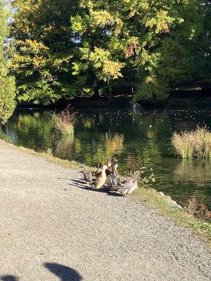 like eight ducks huddled together on the side of a lake