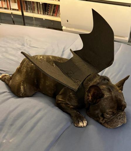 My adorable dark-brindle French bulldog Baker (with natural bat ears) with black bat wings on his back