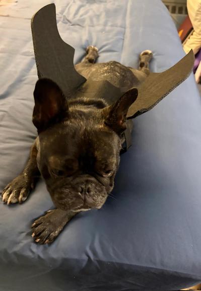 My adorable dark-brindle French bulldog (with natural bat ears) with black bat wings on his back (from a different angle)