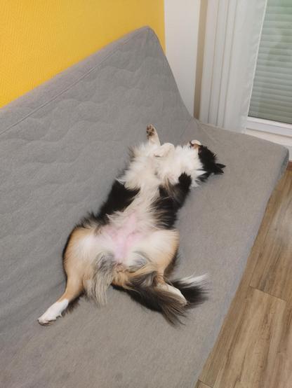 Yuki, ma berger australien, allongée sur le dos sur un canapé clic clac. Elle dort, insouciante.