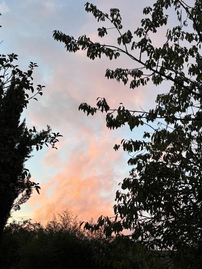 Ciel rose entouré d’arbres.