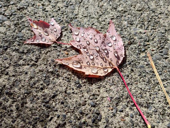 A closeup of two leaves on a sidewalk. Both leaves are dotted with raindrops that look like jewels.