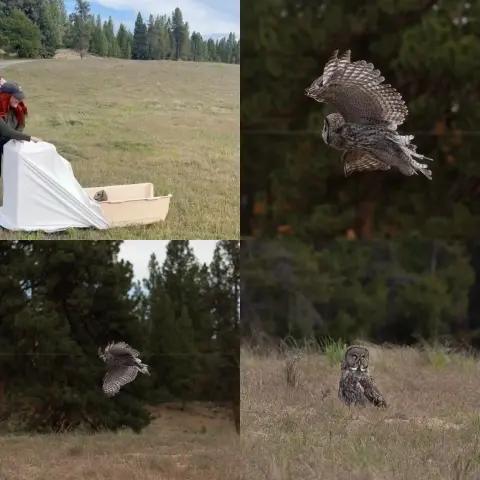 Four Panel photo of the GGOW being released:

Top left: A baseball-capped human opens an owl-laden box to a grassy field with pines in the distance. The owl's head appears at the exit looking back at the former captor, as if to say, "Is this a trick?"

Top right: The Great Grey Owl is in flight looking like a M117 demolition bomb, but one with feathers and self-propulsion. The background is a blur of green pine as if painted by an impressionist. 

Bottom left: The owl flies low to the ground with wings outstretched, doing their best imitation of sideways Tasmania.

Bottom right: The owl stands in an open field, yellow eyes looking back to the release party. There's some white plumage on the owl's neckline with a square of black in the middle, like a reverse priest's collar. The owl looks at ease back in the wild.