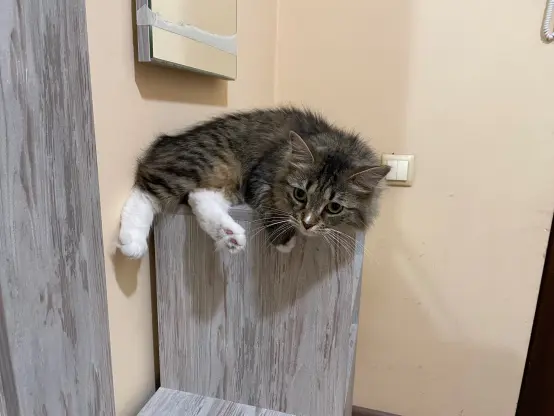 Nova flopped  on top of a shoe storage rack, despite it being a bit too small for her, she still looks comfy