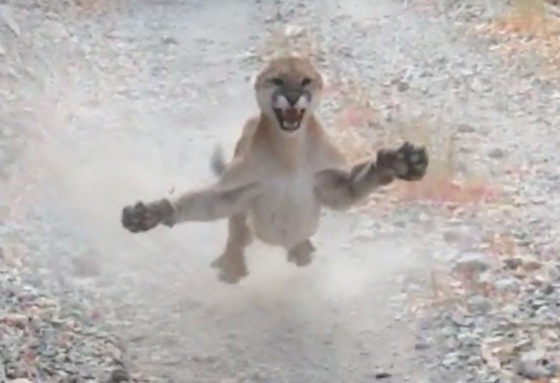 Image attached toot