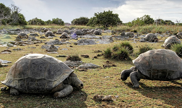 A color photo of a couple of dozen Aldabra giant tortoises (!!!) roaming around a meadow strewn with rocks and wild grasses. There are two animals near the camera, their humongous shells carried by short stout legs while they graze. I don't think I've ever seen so many giant tortoises in one photo. It's quite amazing!

caption: Giant tortoise population thriving as survey discovers 180,000 on one island. Photograph: Dennis Hansen/SWNS